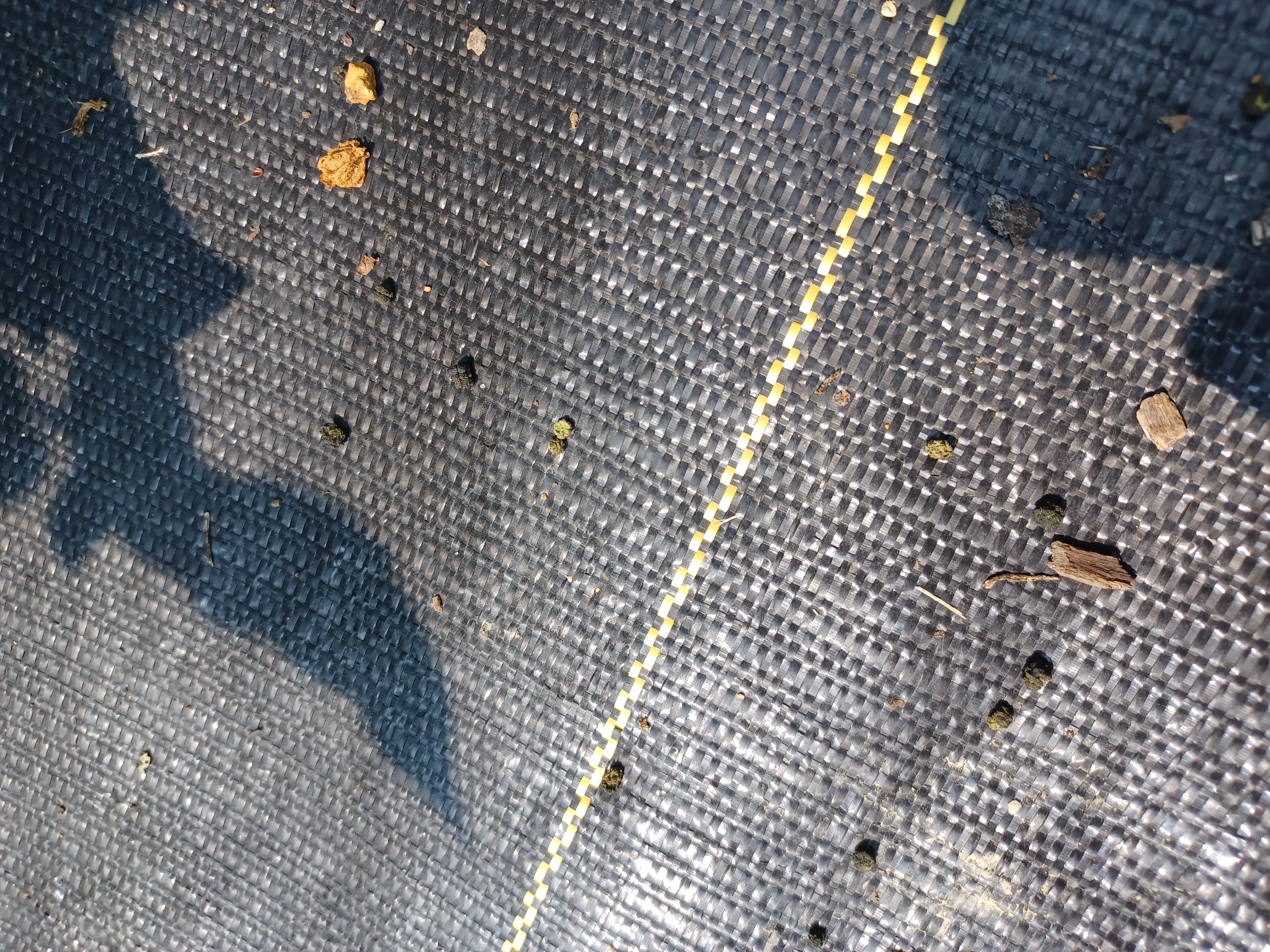 Worm droppings that re brown are older dried droppings. They could have moved to a near by area. But green are fresh.