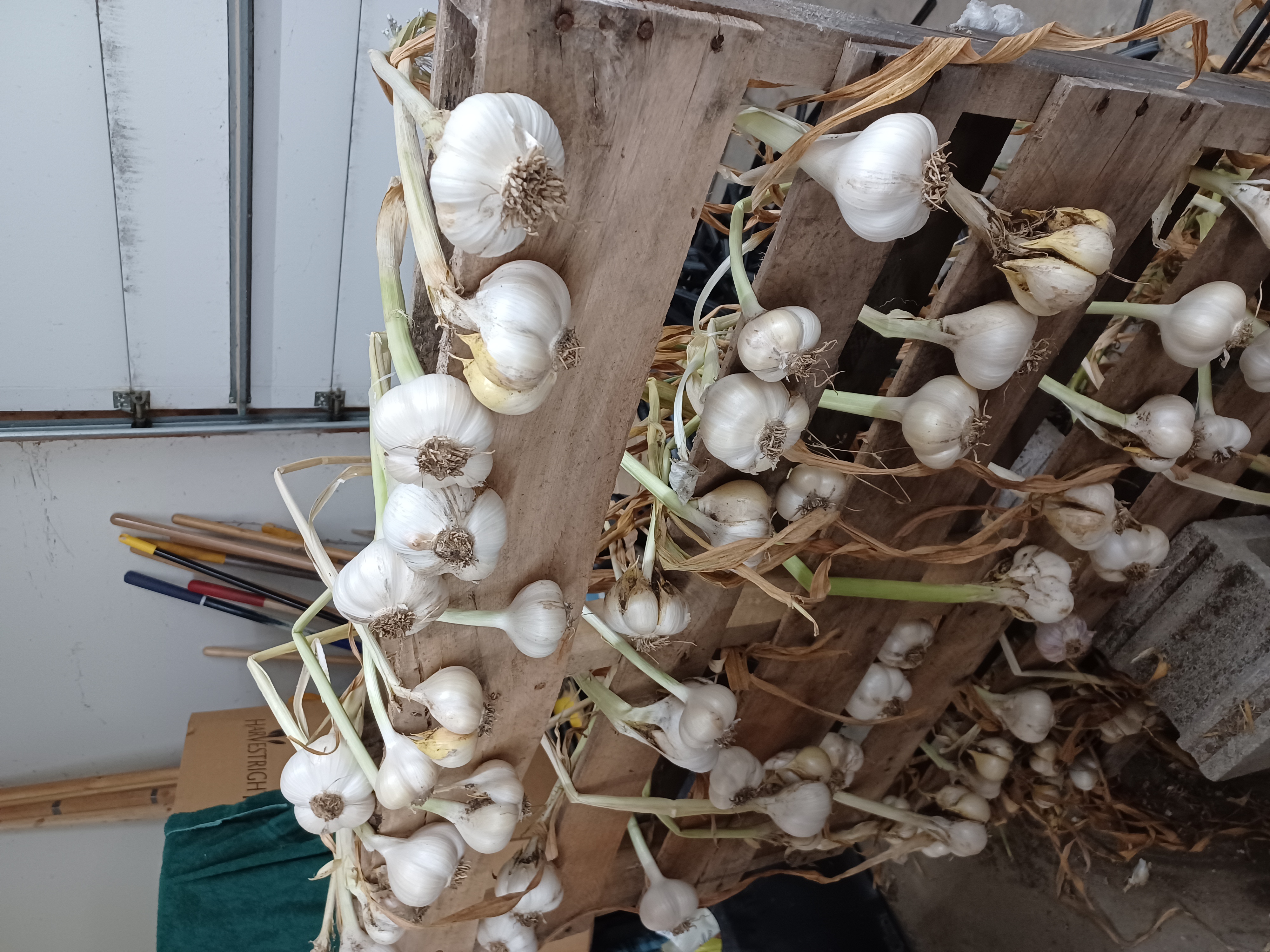 Curing garlic bulbs.
