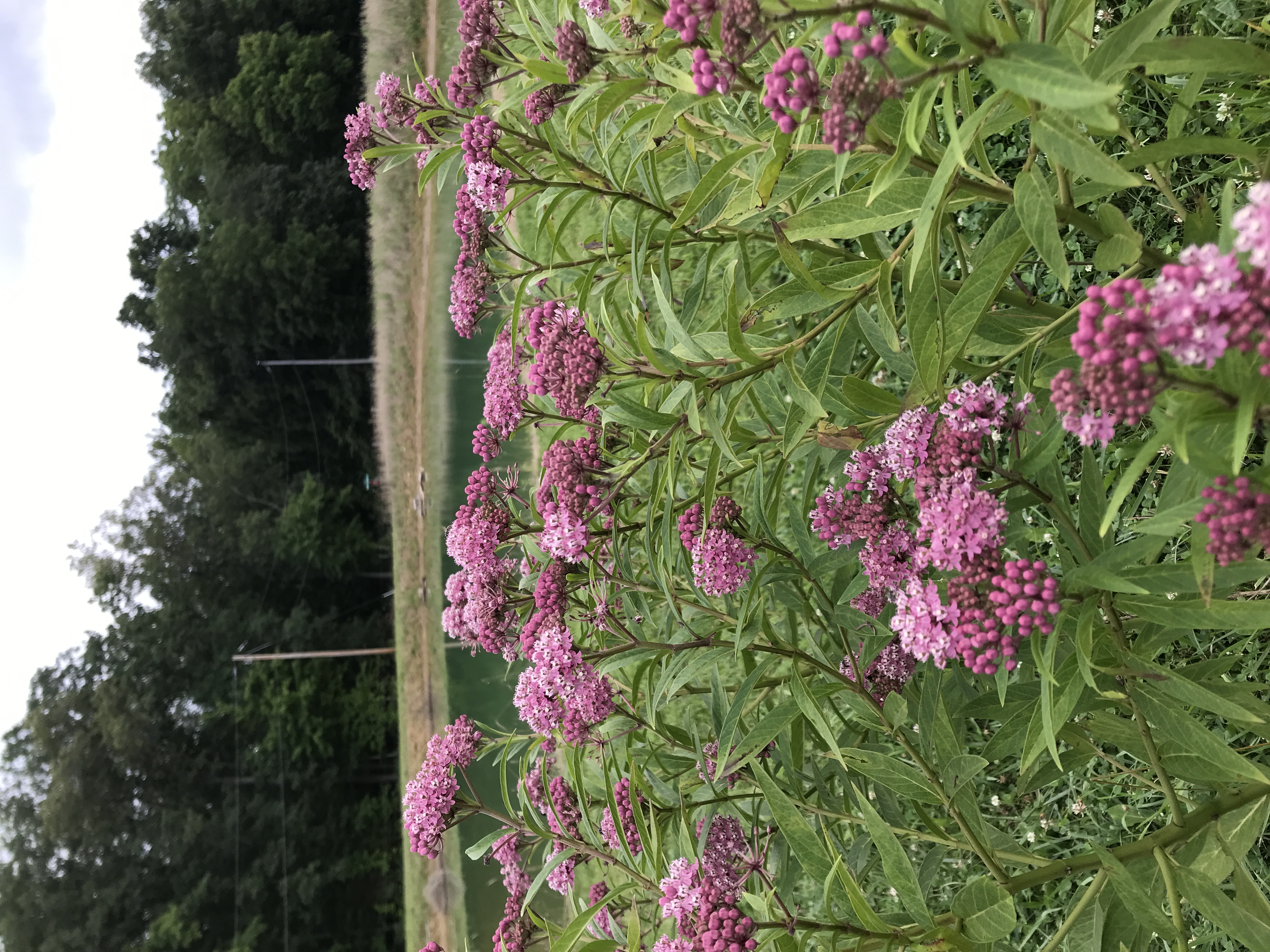 Swamp Milkweed
